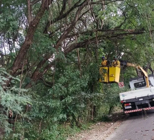 Americana remove eucaliptos com risco de queda na Avenida Bandeirantes