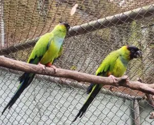 Parque Ecológico de Americana recebe casal de espécie ameaçada vindo do Zoo de Bauru 