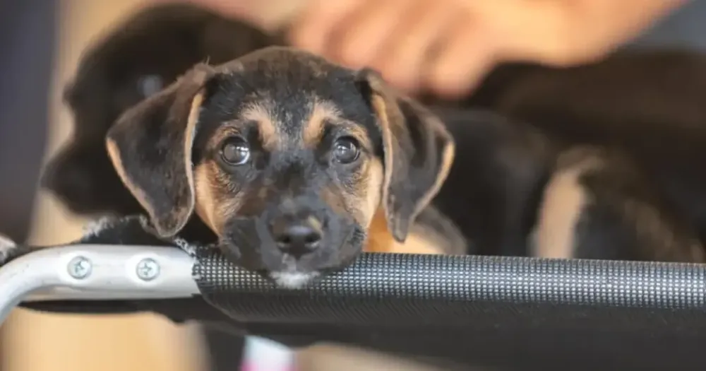Sumaré oferece 400 castrações gratuitas para cães e gatos em mutirão